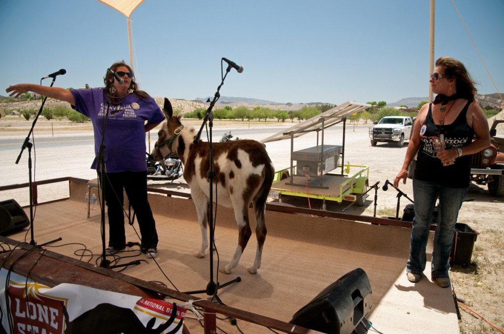 Pancho the mule - lajitas mayor election